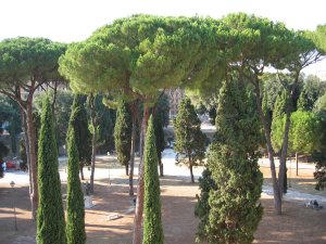 Pin parasol et cyprès d'Italie