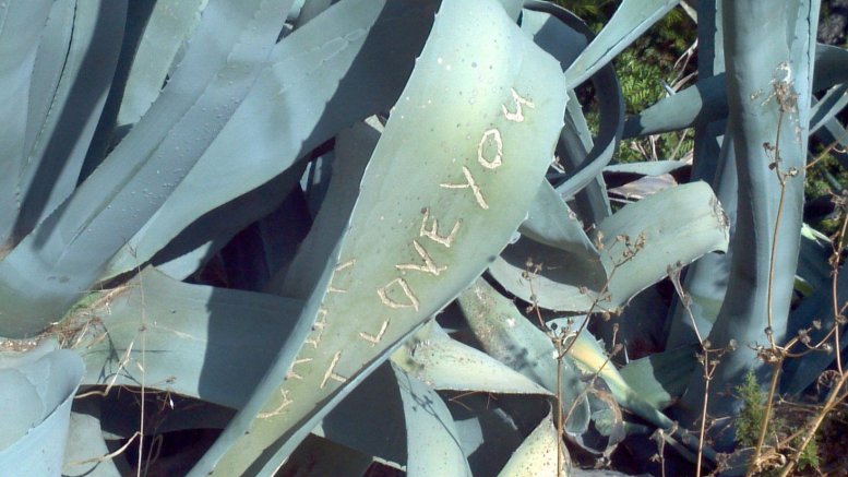 Aloe vera