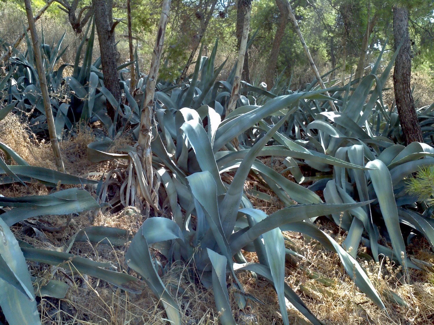 Aloe vera sur le mont Lycabette