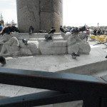 Pigeon de la Place Saint-Marc
