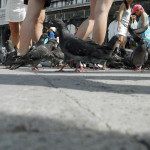 Pigeons de la Place Saint-Marc